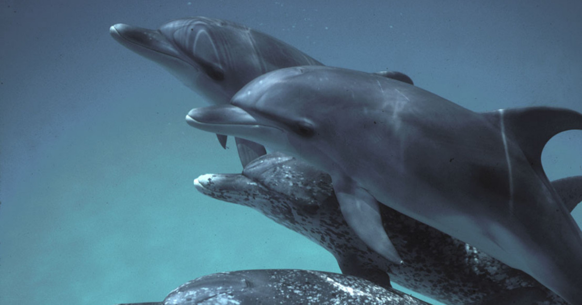 Google created a new AI model for talking to dolphins